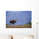 Moose Bull Walking On Autumn Tundra During Rut Wall Mural