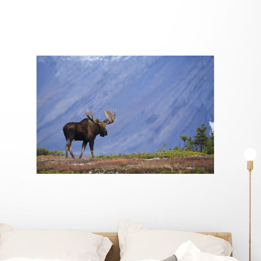 Moose Bull Walking On Autumn Tundra During Rut Wall Mural
