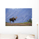 Moose Bull Walking On Autumn Tundra During Rut Wall Mural