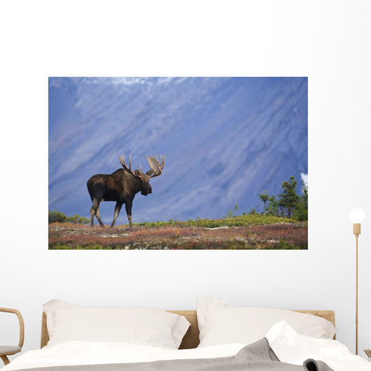 Moose Bull Walking On Autumn Tundra During Rut Wall Mural