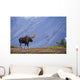 Moose Bull Walking On Autumn Tundra During Rut Wall Mural