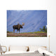 Moose Bull Walking On Autumn Tundra During Rut Wall Mural