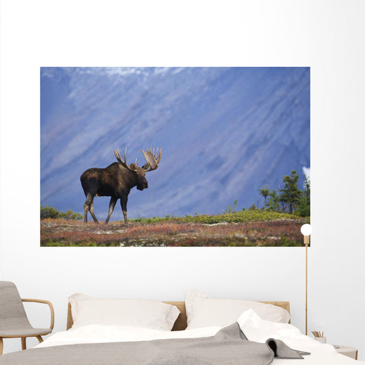 Moose Bull Walking On Autumn Tundra During Rut Wall Mural