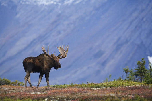 Moose Bull Walking On Autumn Tundra During Rut Wall Mural
