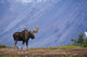 Moose Bull Walking On Autumn Tundra During Rut Wall Mural