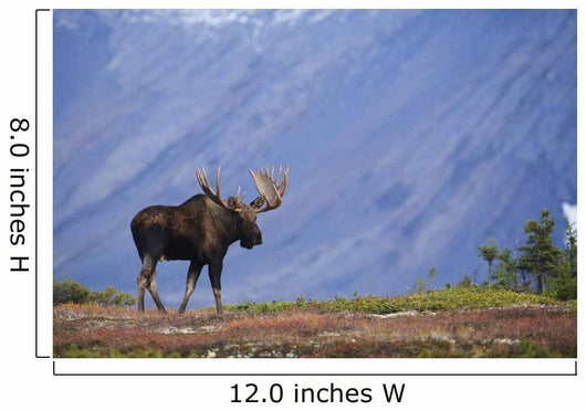 Moose Bull Walking On Autumn Tundra During Rut Wall Mural