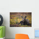 Cow Moose Bedded Down During Autumn Wall Mural