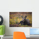 Cow Moose Bedded Down During Autumn Wall Mural