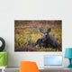 Cow Moose Bedded Down During Autumn Wall Mural