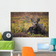 Cow Moose Bedded Down During Autumn Wall Mural
