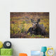 Cow Moose Bedded Down During Autumn Wall Mural
