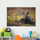 Cow Moose Bedded Down During Autumn Wall Mural