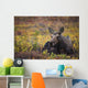 Cow Moose Bedded Down During Autumn Wall Mural