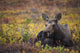 Cow Moose Bedded Down During Autumn Wall Mural
