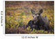Cow Moose Bedded Down During Autumn Wall Mural