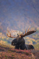 Bull Moose Bedded Down During Autumn Wall Mural