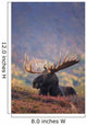 Bull Moose Bedded Down During Autumn Wall Mural