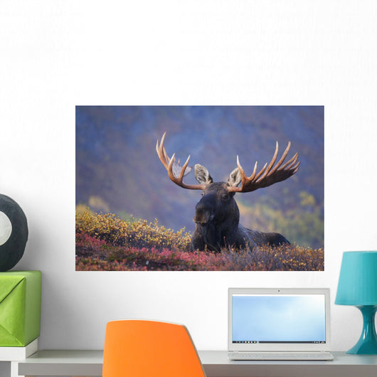 Bull Moose Bedded Down During Autumn Wall Mural