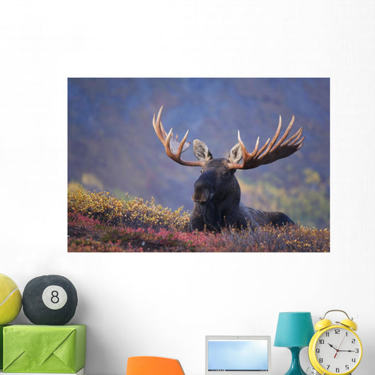 Bull Moose Bedded Down During Autumn Wall Mural