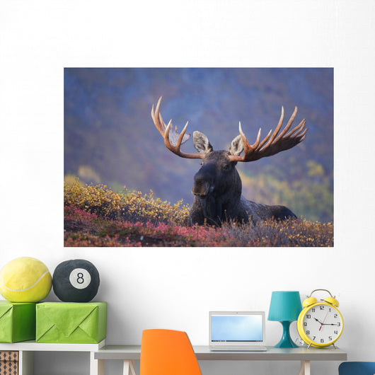 Bull Moose Bedded Down During Autumn Wall Mural