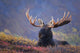 Bull Moose Bedded Down During Autumn Wall Mural