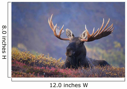Bull Moose Bedded Down During Autumn Wall Mural