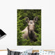 Moose Cow Moose Bedded Down Amongst Hemlock Boughs Wall Mural