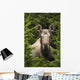 Moose Cow Moose Bedded Down Amongst Hemlock Boughs Wall Mural