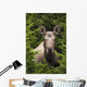 Moose Cow Moose Bedded Down Amongst Hemlock Boughs Wall Mural