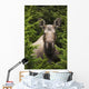 Moose Cow Moose Bedded Down Amongst Hemlock Boughs Wall Mural
