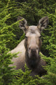 Moose Cow Moose Bedded Down Amongst Hemlock Boughs Wall Mural