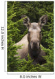 Moose Cow Moose Bedded Down Amongst Hemlock Boughs Wall Mural