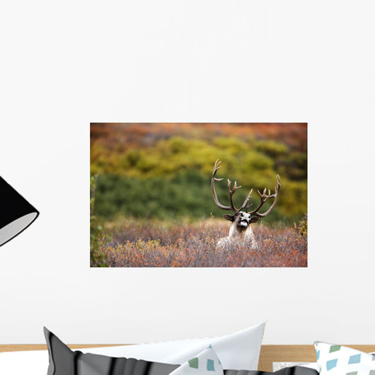 Bull Caribou Bedded On Autumn Tundra In Denali National Park Wall Mural