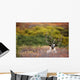 Bull Caribou Bedded On Autumn Tundra In Denali National Park Wall Mural