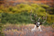 Bull Caribou Bedded On Autumn Tundra In Denali National Park Wall Mural