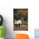 Bull Caribou On Autumn Tundra In Denali National Park, Interior Alaska Wall Mural