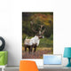 Bull Caribou On Autumn Tundra In Denali National Park, Interior Alaska Wall Mural
