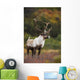 Bull Caribou On Autumn Tundra In Denali National Park, Interior Alaska Wall Mural