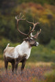 Bull Caribou On Autumn Tundra In Denali National Park, Interior Alaska Wall Mural
