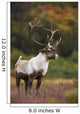 Bull Caribou On Autumn Tundra In Denali National Park, Interior Alaska Wall Mural