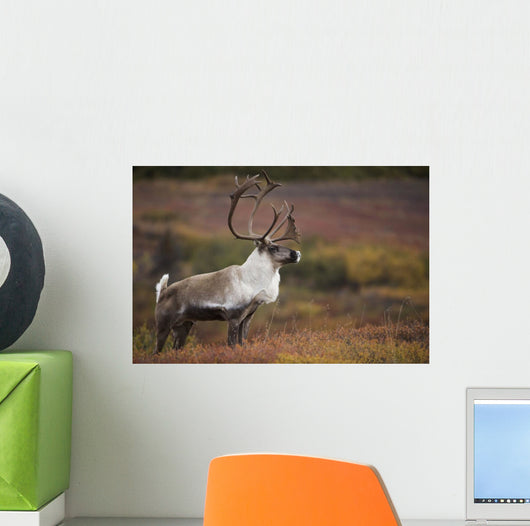 Bull Caribou On Autumn Tundra In Denali National Park, Interior Alaska Wall Mural