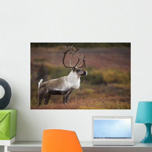 Bull Caribou On Autumn Tundra In Denali National Park, Interior Alaska Wall Mural