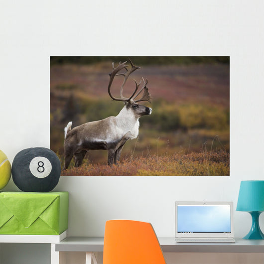 Bull Caribou On Autumn Tundra In Denali National Park, Interior Alaska Wall Mural