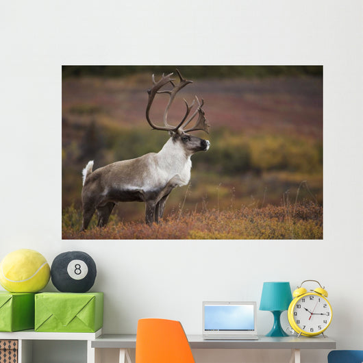 Bull Caribou On Autumn Tundra In Denali National Park, Interior Alaska Wall Mural