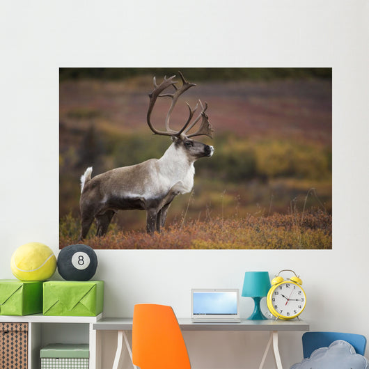 Bull Caribou On Autumn Tundra In Denali National Park, Interior Alaska Wall Mural