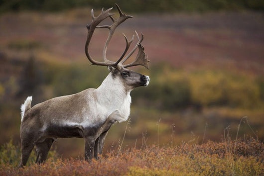 Bull Caribou On Autumn Tundra In Denali National Park, Interior Alaska Wall Mural
