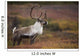 Bull Caribou On Autumn Tundra In Denali National Park, Interior Alaska Wall Mural