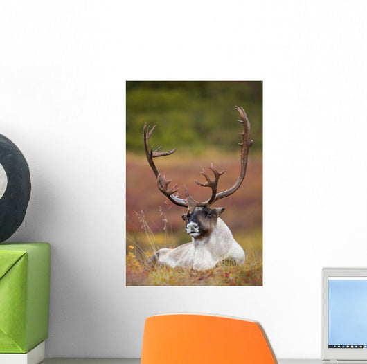 Bull Caribou Bedded On Autumn Tundra In Denali National Park Wall Mural