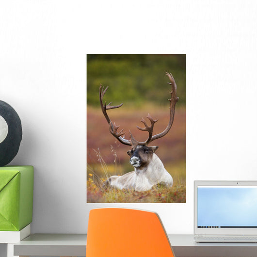 Bull Caribou Bedded On Autumn Tundra In Denali National Park Wall Mural