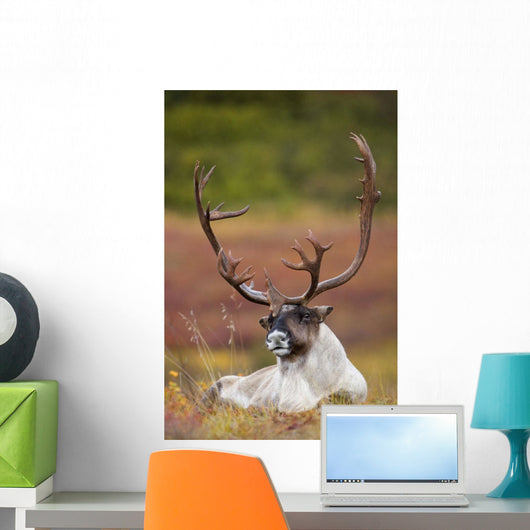 Bull Caribou Bedded On Autumn Tundra In Denali National Park Wall Mural